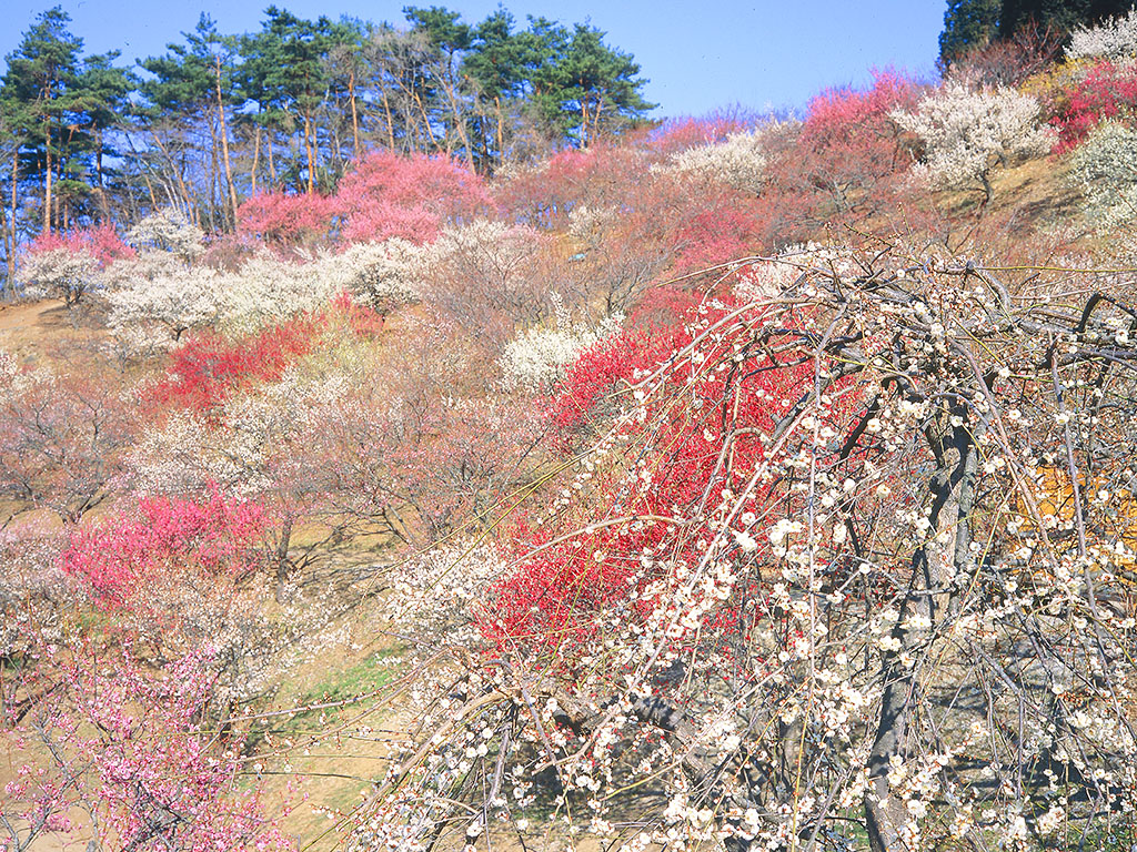 長瀞ロウバイ園画像2