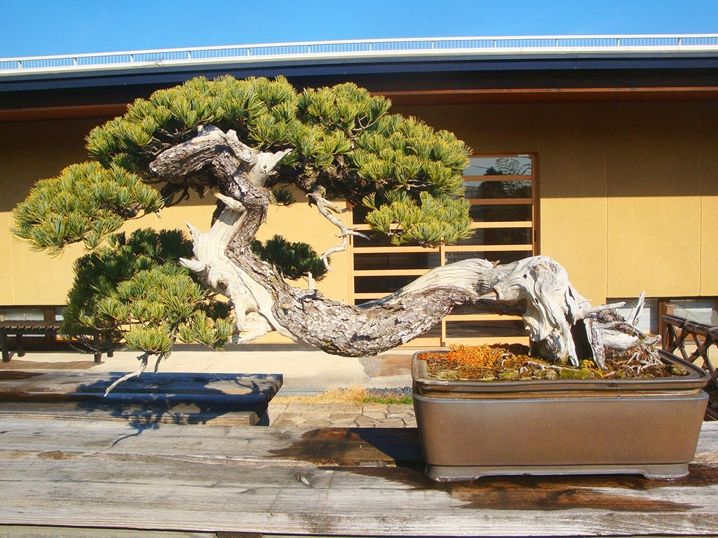 さいたま市大宮盆栽美術館画像2