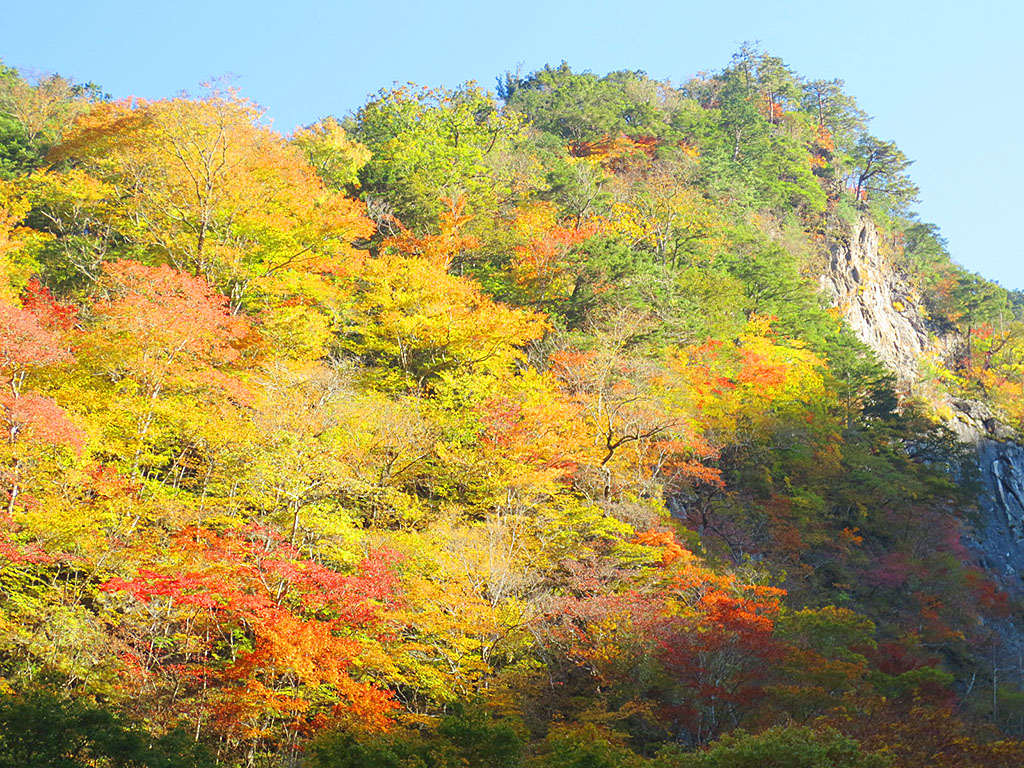 中津峡・出合の氷壁_画像4