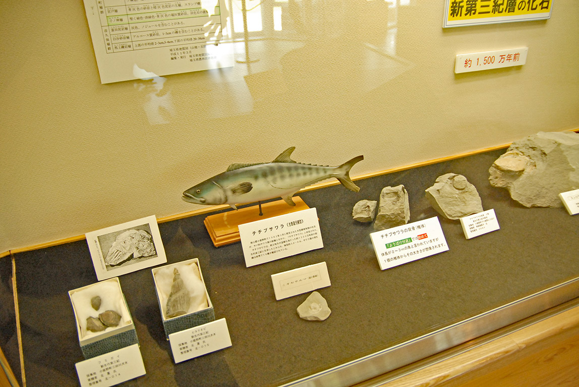 三葉虫やサンゴの化石も展示