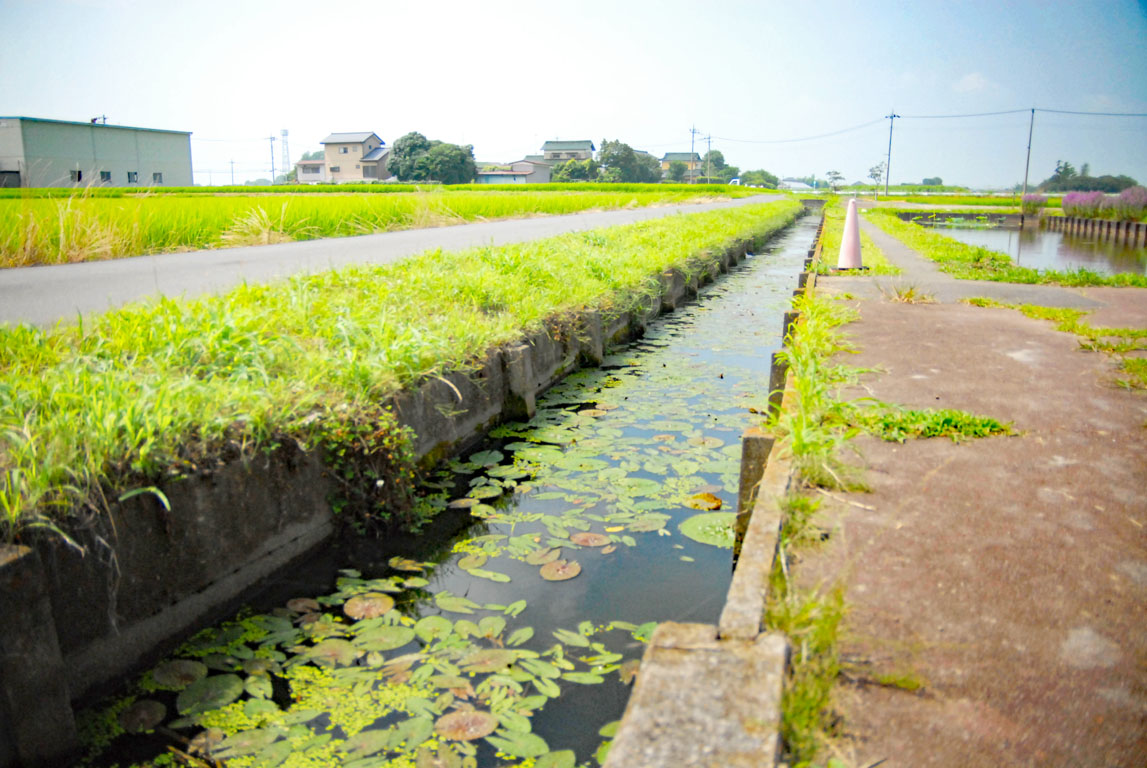 オニバス自生地_画像5