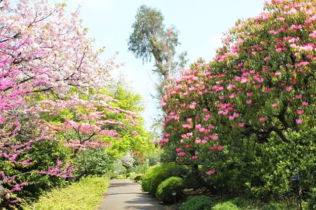 埼玉県花と緑の振興センター_画像1