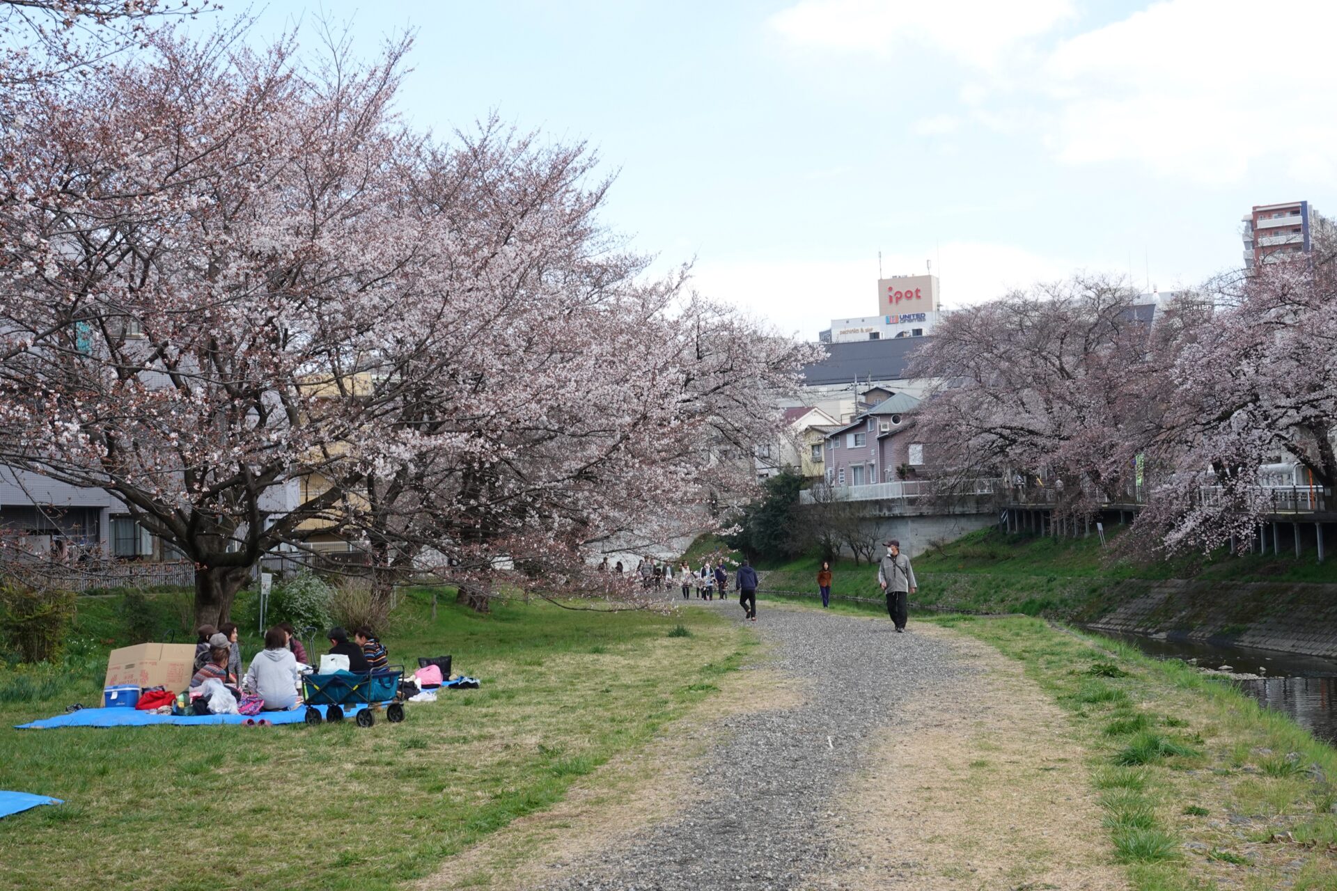 霞川桜堤