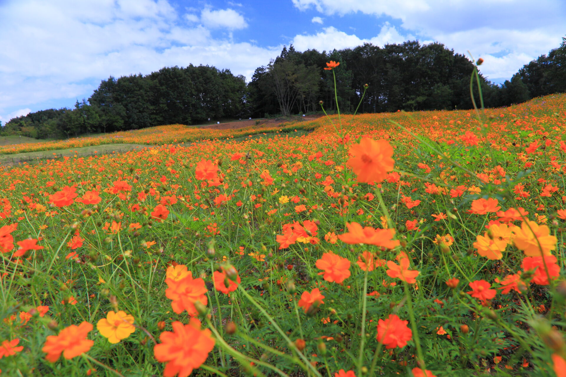 秩父ミューズパーク　「癒しの森　花の回廊」