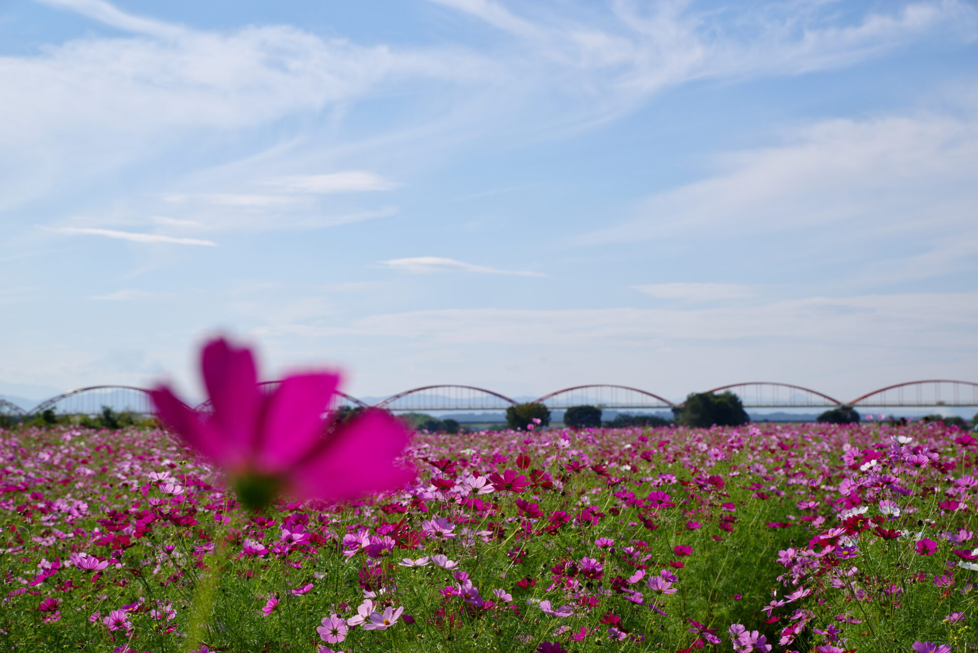 荒川水管橋