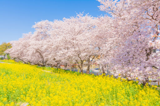 【特集】埼玉には桜の名所がたくさん！期間限定の桜の季節を楽しもう！
