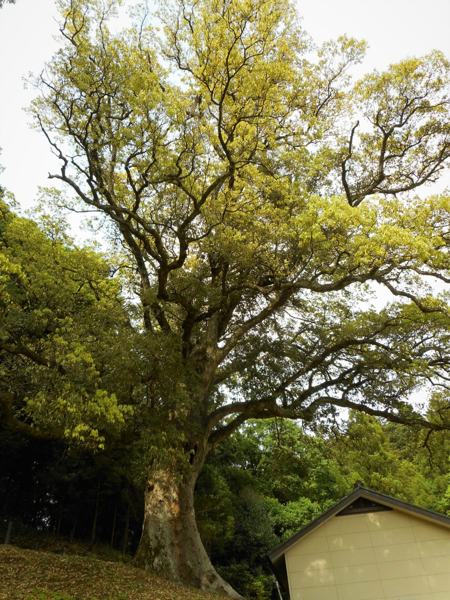 高野倉ふれあい自然公園