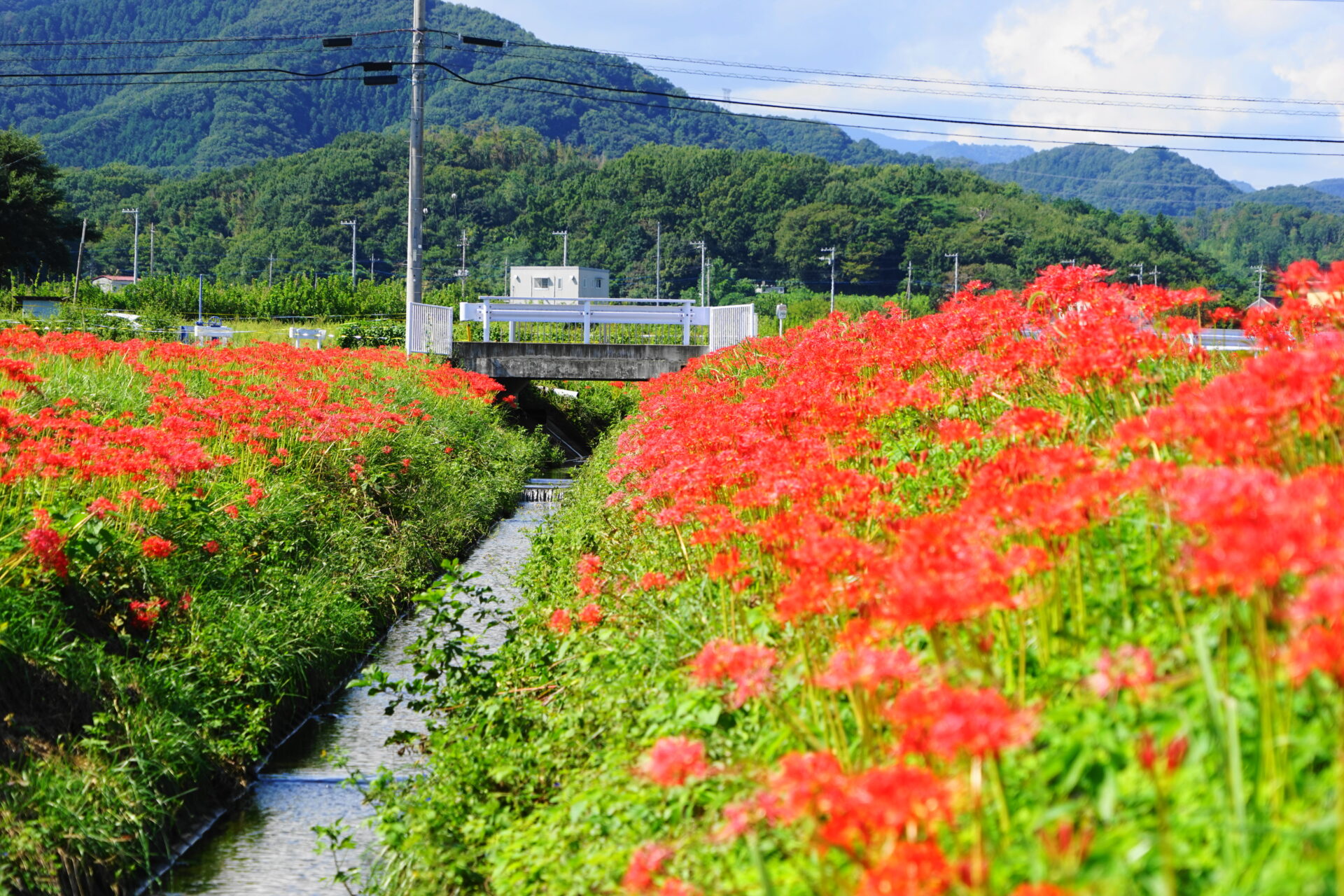 水押川曼珠沙自生地