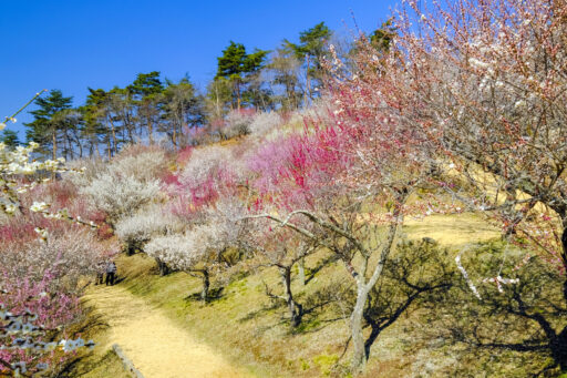 宝登山梅百花園