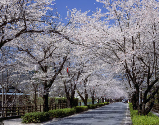 長瀞の桜並木
