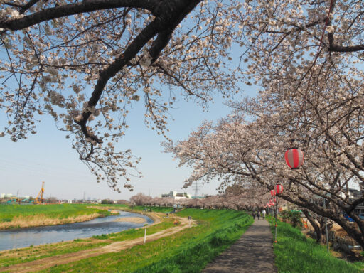 柳瀬川河畔の桜