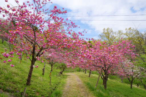 通り抜けの桜