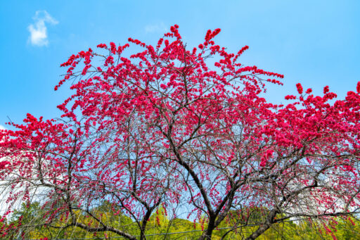 花桃の里