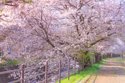 東川桜並木