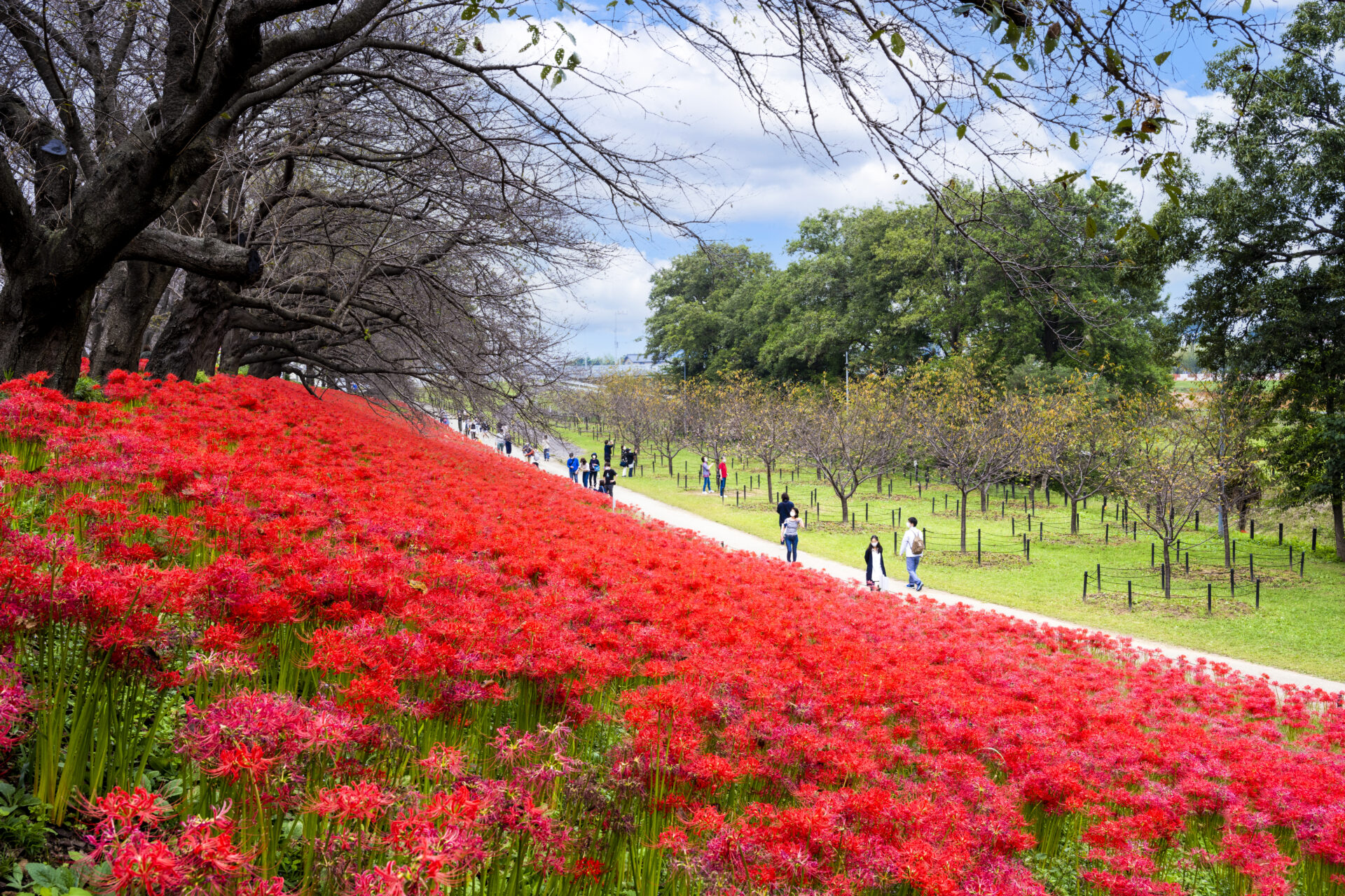 権現堂公園（曼珠沙華）