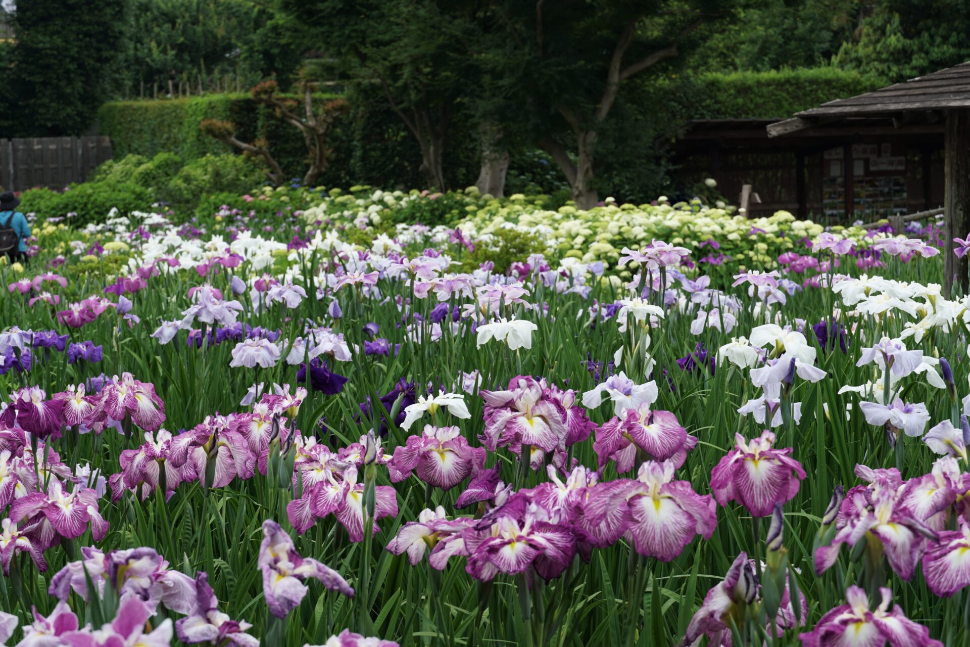 染谷花しょうぶ園